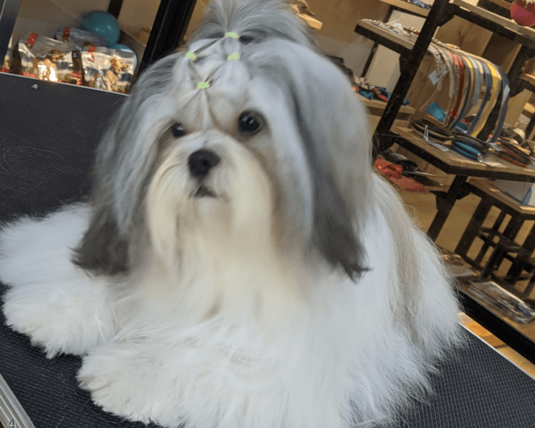 Shih Tzu (Grande o de pelo largo) | Grooming completo