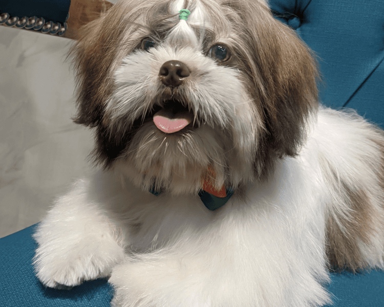 Shih Tzu | Grooming completo