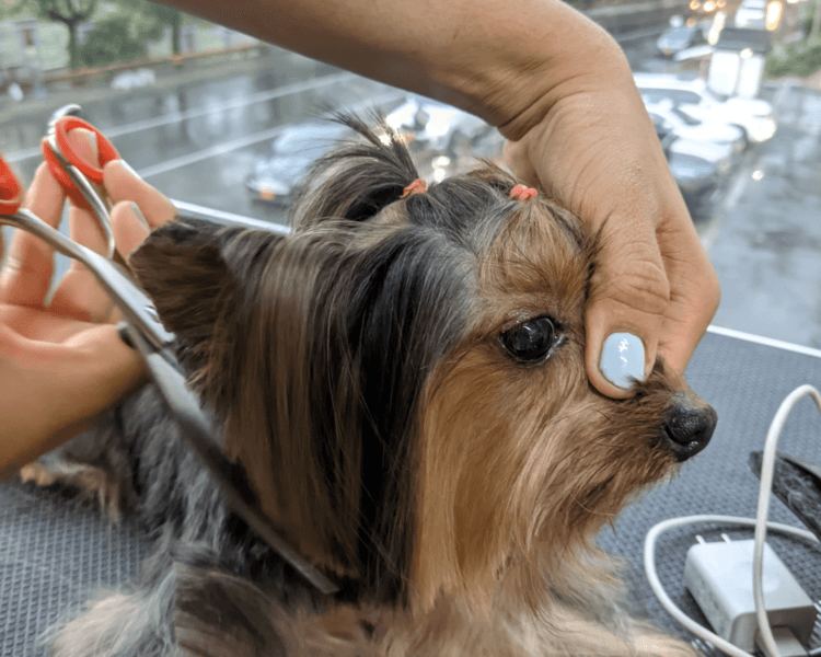 Yorkshire Terrier (Tamaño XS -4 Kg) | Grooming completo