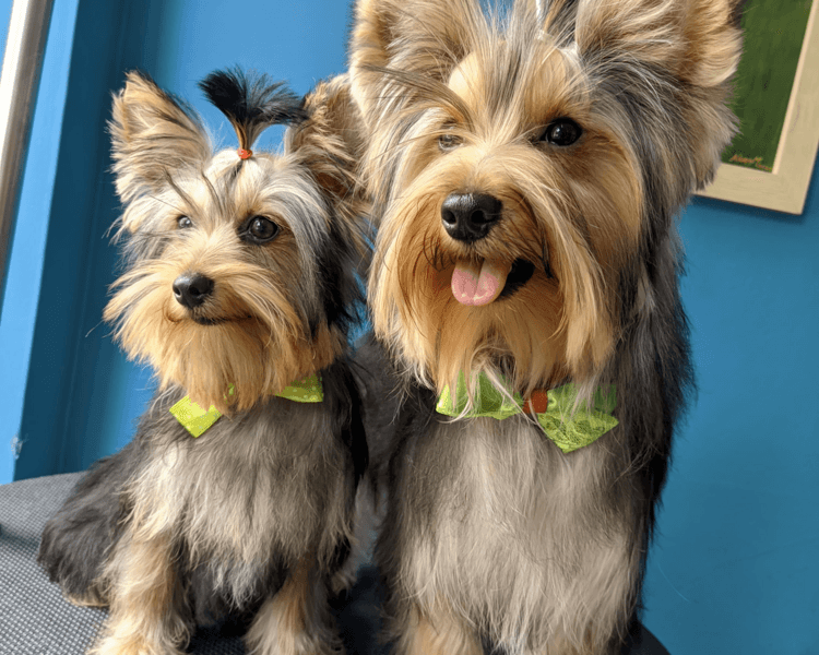 Yorkshire Terrier (Tamaño S 5-10 Kg) | Grooming completo