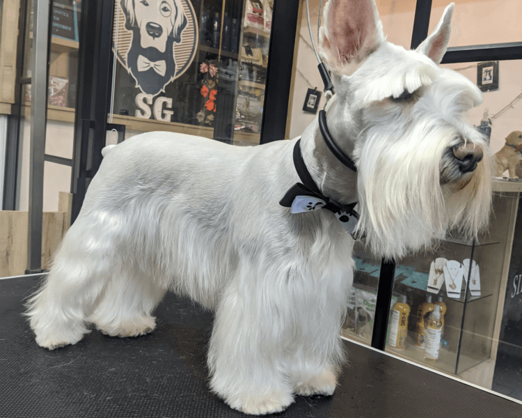 Schnauzer mini - Grooming Completo