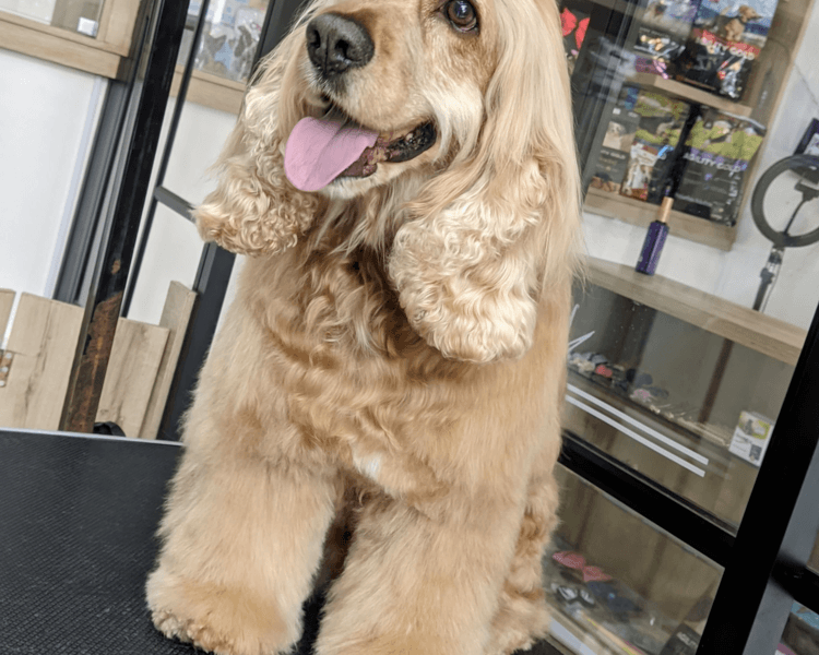 Cocker Spaniel (Tamaño M) | Grooming completo