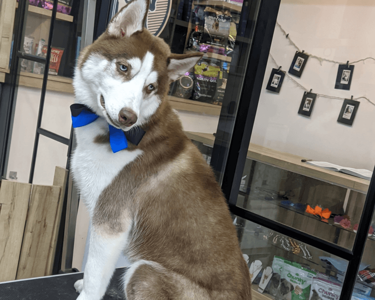 Husky (Tamaño M (11-20 kg) y/o pelo semi-largo) | solo Baño premium