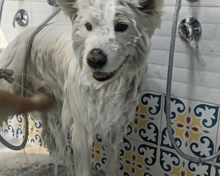 Samoyedo | Corte comercial a tijera todo el cuerpo | Grooming técnico