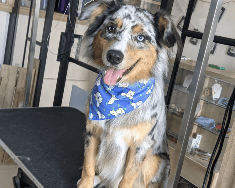 Pastor Ovejero Australiano | Tamaño M (11-20kg) | solo Baño Premium