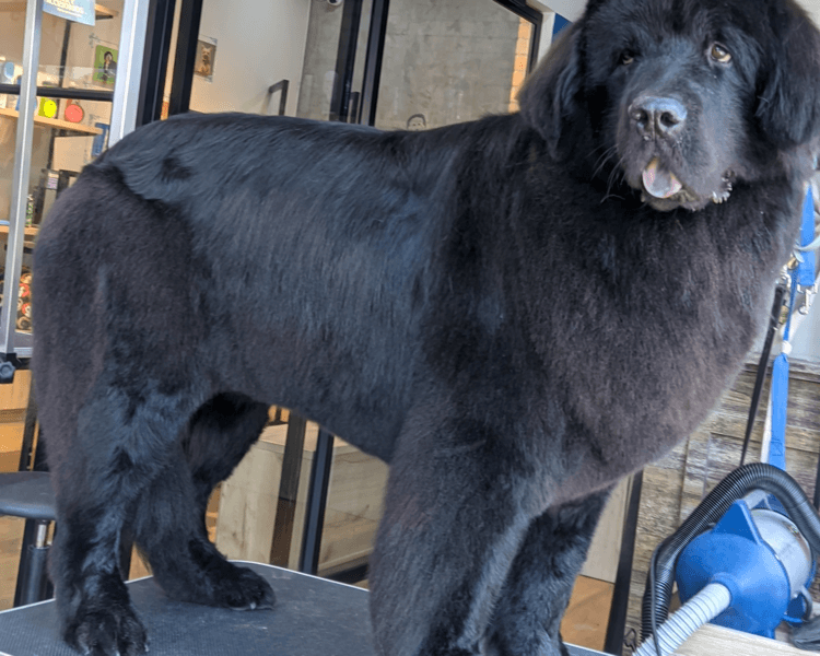 Perro tamaño XXL (+40 kg) | Pelo largo o Doble capa | Grooming completo