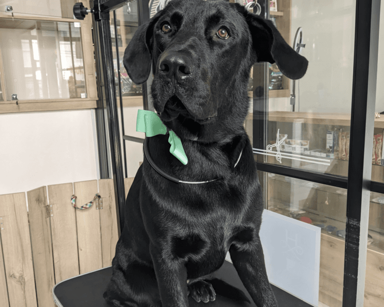 Perro tamaño XL (31-40kg) | Pelo corto | solo Baño Premium