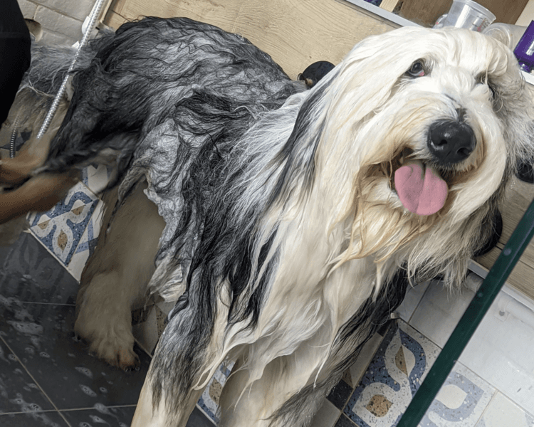 Perro tamaño XL (31-40kg) | Pelo largo o doble capa | Grooming Completo