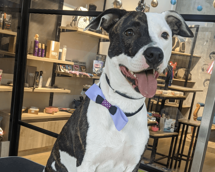 Perro tamaño L (21-30kg) | Pelo corto | solo Baño Premium