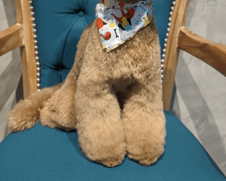 Toy Poodle | Grooming completo