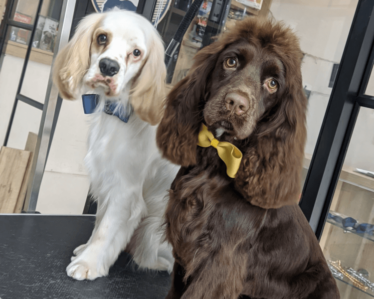 Cocker Spaniel (Tamaño M) | solo Baño premium