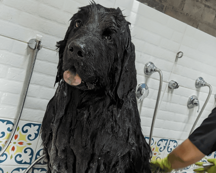 Perro tamaño XXL (+40 kg) | Doble capa | Baño premium
