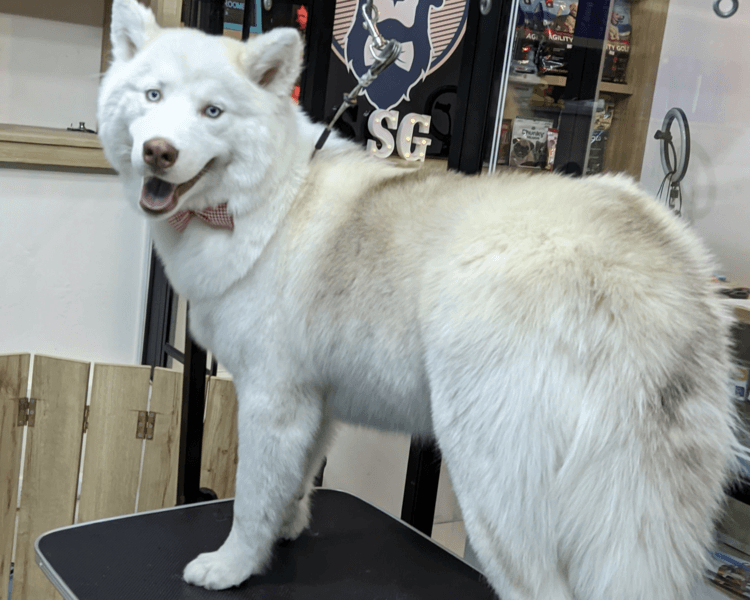 Husky (Tamaño L (21-30 kg) y/o pelo largo) | solo Baño premium