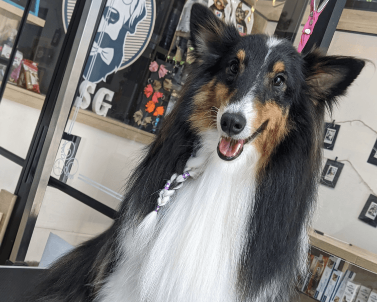 Perro tamaño M (11-20kg) | Doble capa | solo Baño Premium