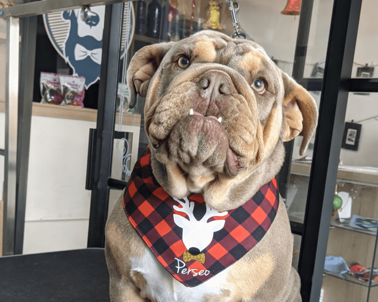 Perro tamaño M (11-20kg) | Pelo corto | solo Baño Premium