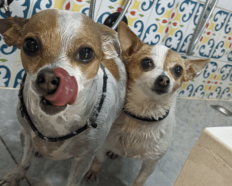 Perro tamaño XS (-4kg) | Pelo corto | solo Baño Premium