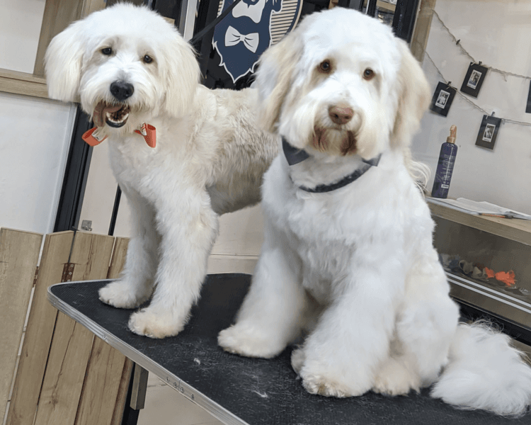 Perro tamaño M (11-20kg) | Pelo largo o Doble capa | Grooming Completo