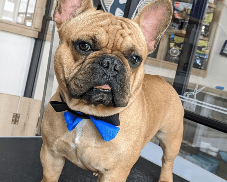 Bulldog Francés | solo Baño Premium