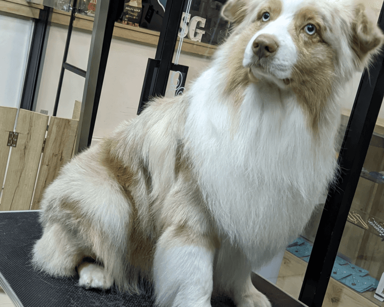 Pastor Ovejero Australiano | Tamaño L (21-30kg) | solo Baño Premium