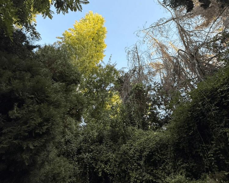 Limpieza energética Profunda