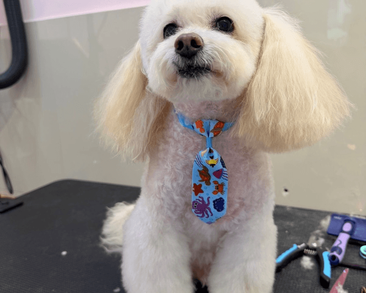 Baño + Corte estético / Mantenimiento - Hasta 5 kg