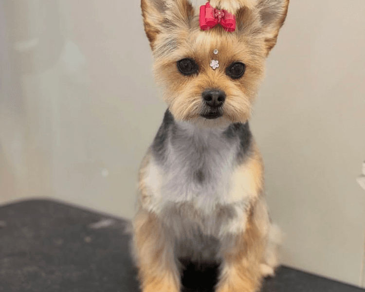 Baño + Corte estético / Mantenimiento - 6 a 10 kg