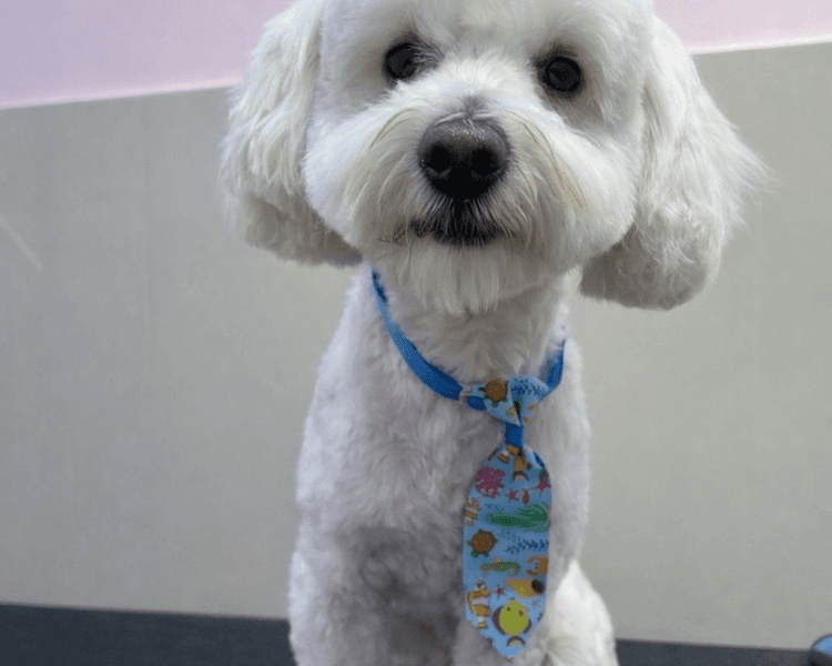 Baño + Corte estético / Mantenimiento - 16 a 20 kg