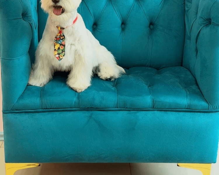 Baño + Corte estético / Mantenimiento - 27 a 31 Kg