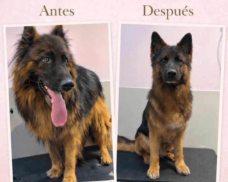 Baño + Perfilado + Deslanado (DOBLE CAPA) - Hasta 5 kg