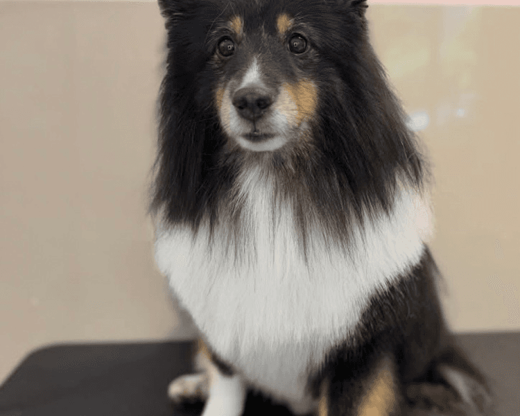 Baño + Perfilado + Deslanado (DOBLE CAPA) -16 a 20 kg