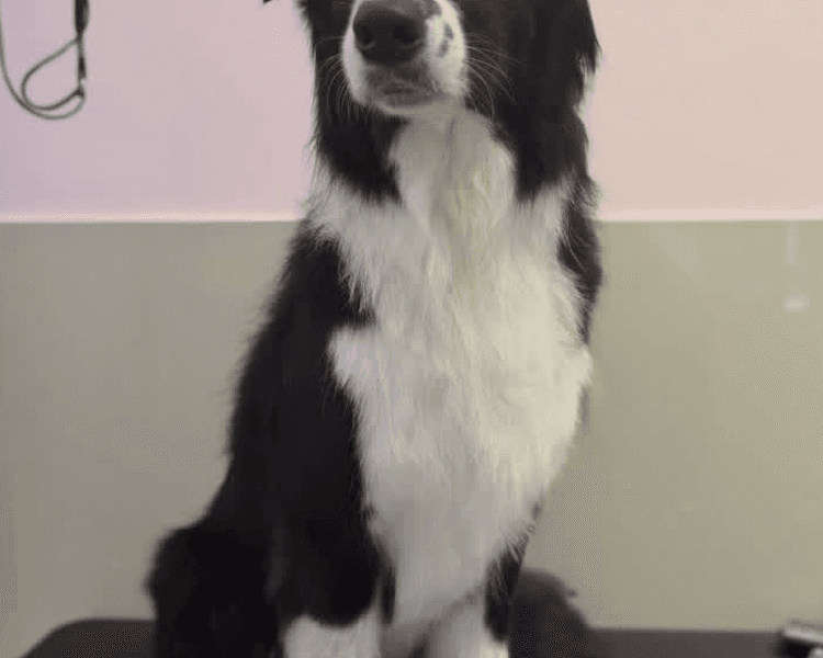 Baño + Perfilado + Deslanado (DOBLE CAPA) -27 a 31 kg