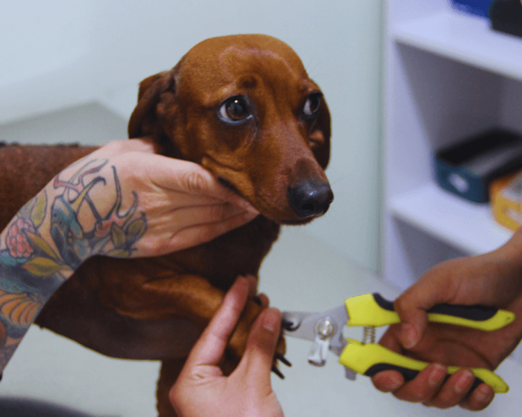 Procedimientos básicos