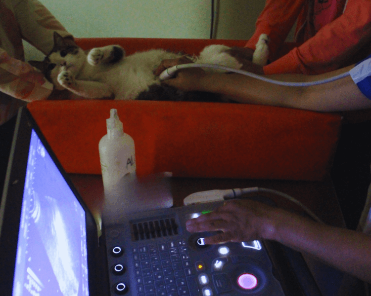 Ecografía abdominal