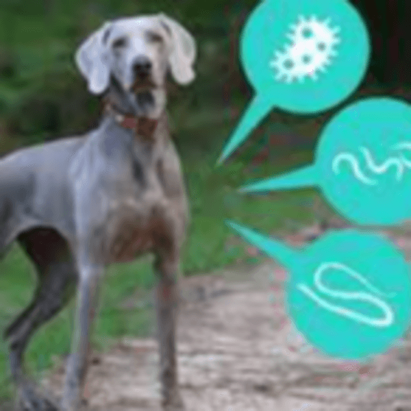 DESPARASITACION CANINO