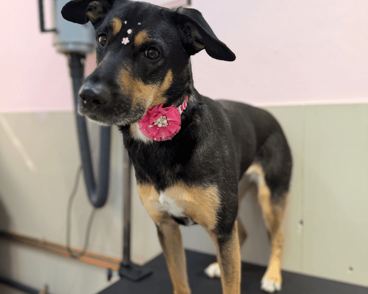 Baño + Perfilado + Deslanado (DOBLE CAPA) -11 a 15 kg