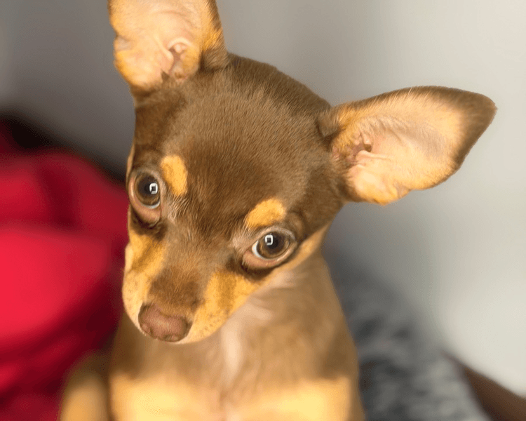 Baño + Deslanado (PELO CORTO) - Hasta 5 kg