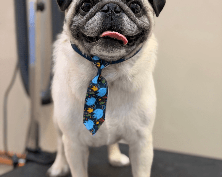 Baño + Deslanado (PELO CORTO) - 6 a 10 kg