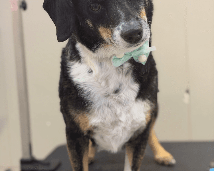 Baño + Deslanado (PELO CORTO) - 11 a 15 kg