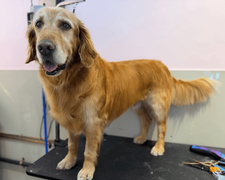 Baño + Perfilado + Deslanado (DOBLE CAPA) -32 a 37 kg