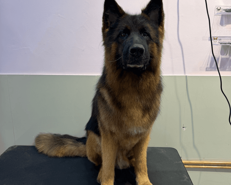 Baño + Perfilado + Deslanado (DOBLE CAPA) - 38 a 45 kg