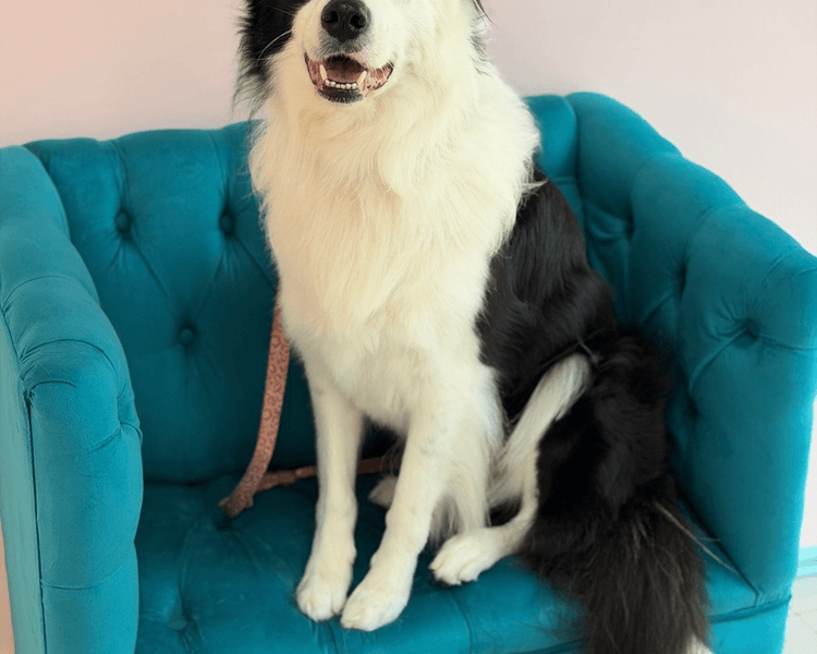 Baño + Perfilado + Deslanado (DOBLE CAPA) -21 a 26 kg