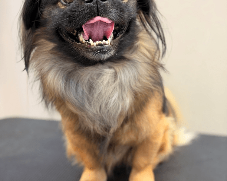 Baño + Perfilado + Deslanado (DOBLE CAPA) - 6 a 10 kg