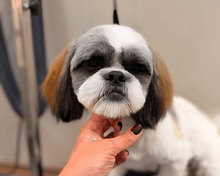 Baño + Corte estético / Mantenimiento - 11 a 15 kg