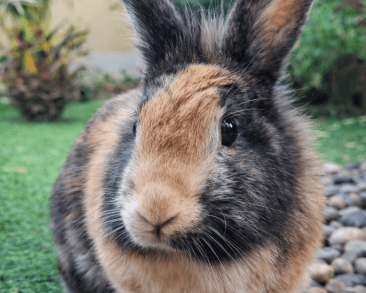 Experiencia Bunny Village – Valor total grupo pequeño (1 a 3 personas)