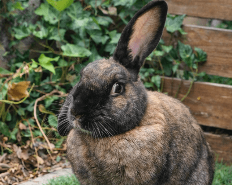 Experiencia Bunny Village – Valor total grupo mediano (4 a 5 personas)