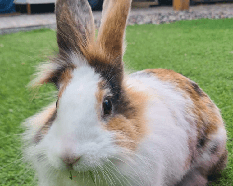 Experiencia Bunny Village – Valor total grupo grande (6 a 8 personas)