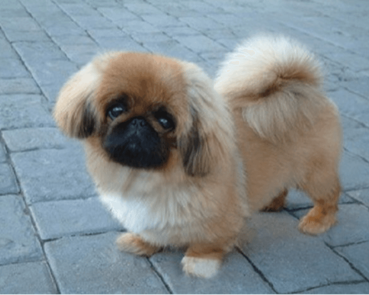 Baño para Pekinés con pelo corto (menos de 10 cm)
