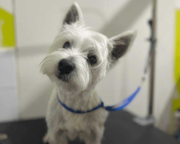 Peluquería canina