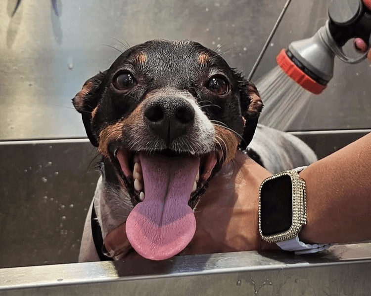 Baño + Deslanado (1 Capa) - 34 a 39 kg