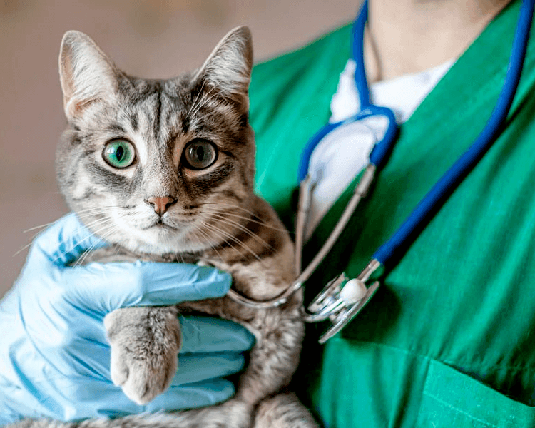 Esterilización Felinos